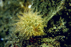 Janolus hyalinus