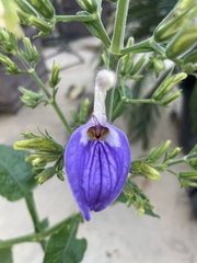 Brillantaisia