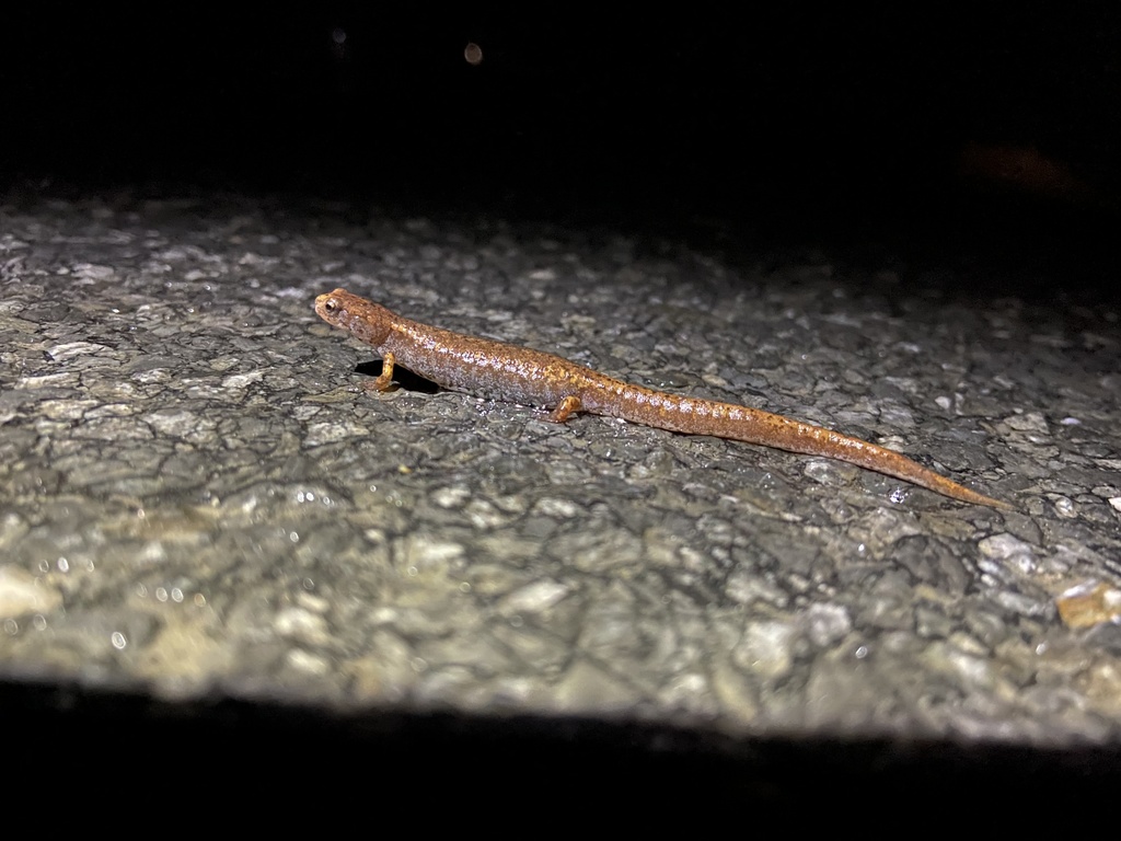 Fourtoed Salamander from Schaghticoke Rd, Kent, CT, US on March 19, 2022 at 1131 PM by stevejr