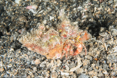 Dardanus sanguinolentus