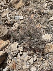 Grusonia grahamii
