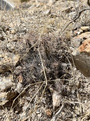 Grusonia grahamii