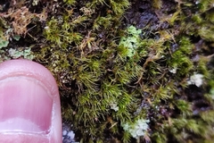 Pleuridium acuminatum