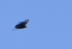 Cathartes burrovianus