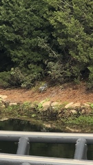 Egretta tricolor image
