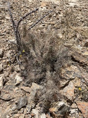 Grusonia grahamii