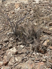 Grusonia grahamii