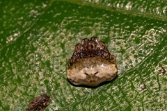 Arkys speechleyi