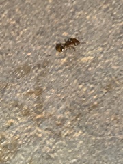 Temnothorax