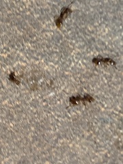 Temnothorax