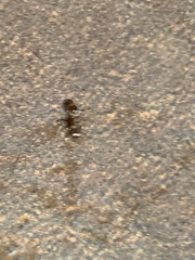 Temnothorax