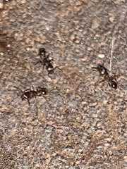 Temnothorax