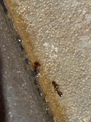 Temnothorax