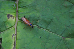 Pseudomops interceptus