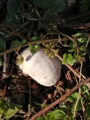 Helix pomatia