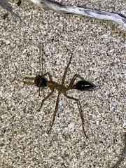 Myrmecia desertorum