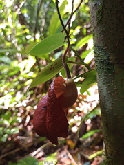 Aristolochia chiapensis