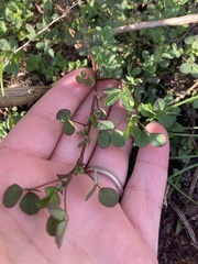 Trifolium dubium