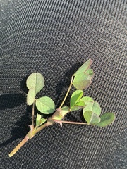 Trifolium dubium