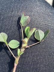 Trifolium dubium