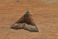 Hypena inconspicua