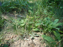 Pilosella piloselliflora
