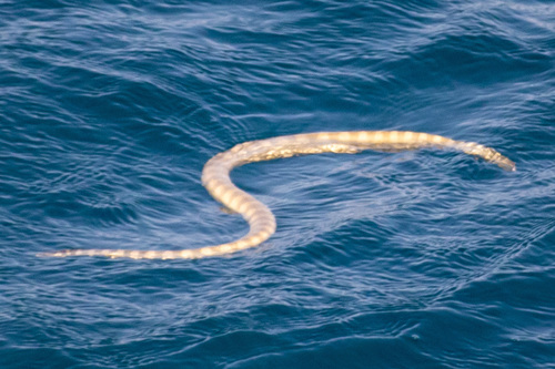 Photo of a Arabian Gulf Sea Snake (Hydrophis lapemoides)