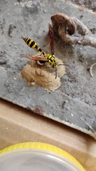 Phimenes flavopictus flavopictus