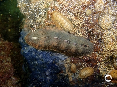 Cryptoplax striata