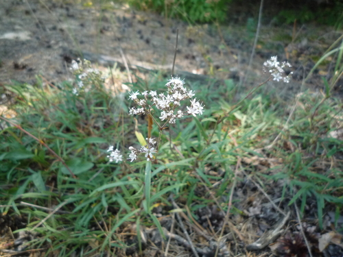 Gypsophila fastigiata (Gypsophila fastigiata)