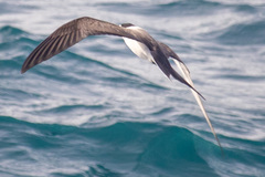 Onychoprion anaethetus