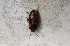 Mycetophagidae