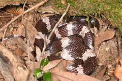 Lycodon futsingensis