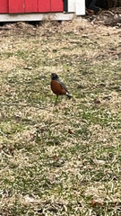 Turdus migratorius