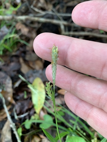 Carex chapmanii image