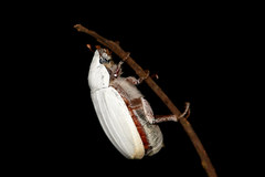 Cyphochilus apicalis