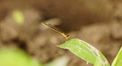 Agriocnemis pygmaea