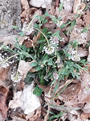 Noccaea caerulescens