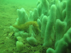 Hippocampus trimaculatus