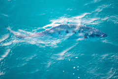 Scomberoides