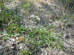 Gypsophila fastigiata