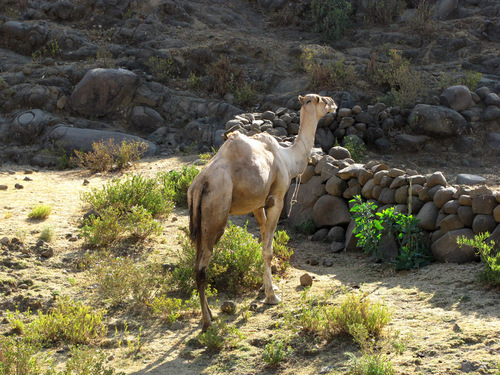 Dromedary Camel