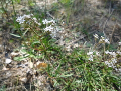 Gypsophila fastigiata