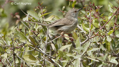 Prinia