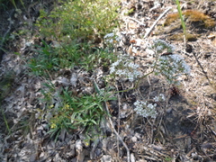 Gypsophila fastigiata