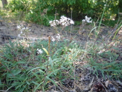 Gypsophila fastigiata