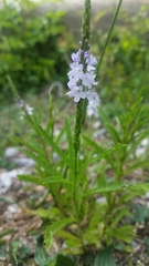 Verbena simplex