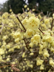 Corylopsis