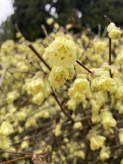 Corylopsis