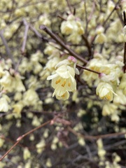 Corylopsis